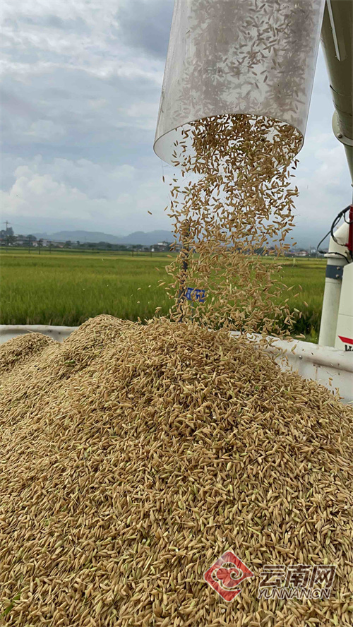 屯米最新動態引領行業變革重塑糧食產業未來格局