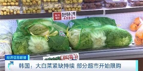 白菜市場最新價格動態分析及未來展望