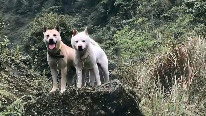 貴州土獵犬，傳承與特色的和諧融合