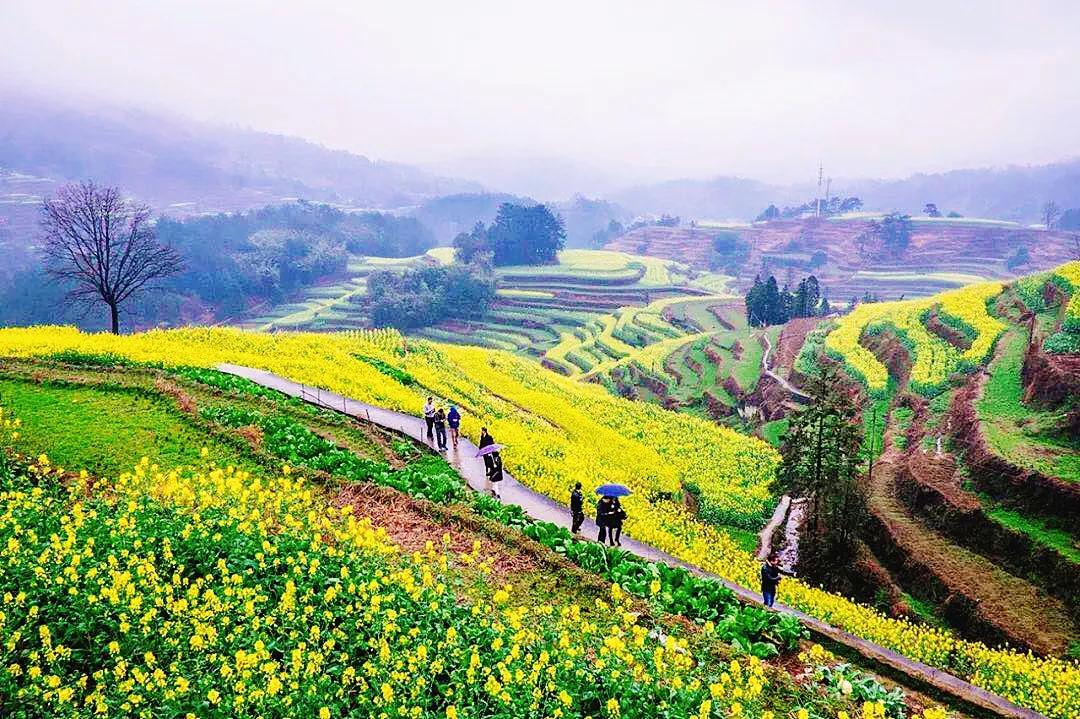 萬綠桃源最新動態(tài)，生態(tài)宜居新篇章揭開序幕