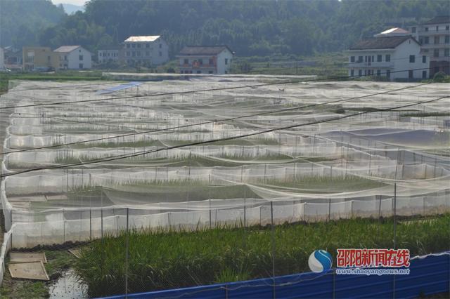 新邵坪上鎮未來規劃揭曉，繁榮與和諧共生的新面貌塑造