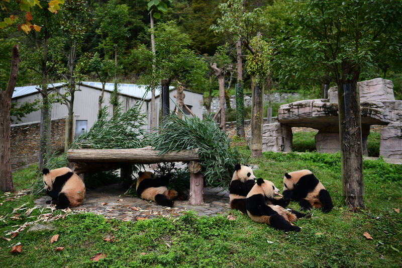 熊貓公園最新動(dòng)態(tài)，探索與保護(hù)的雙重突破