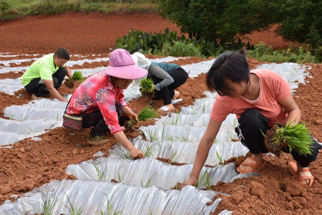 玉村村委會最新招聘信息匯總