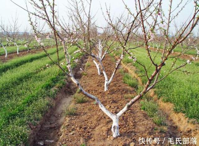 孫廣軍桃樹修剪實(shí)操視頻，技術(shù)細(xì)節(jié)詳解與操作指南