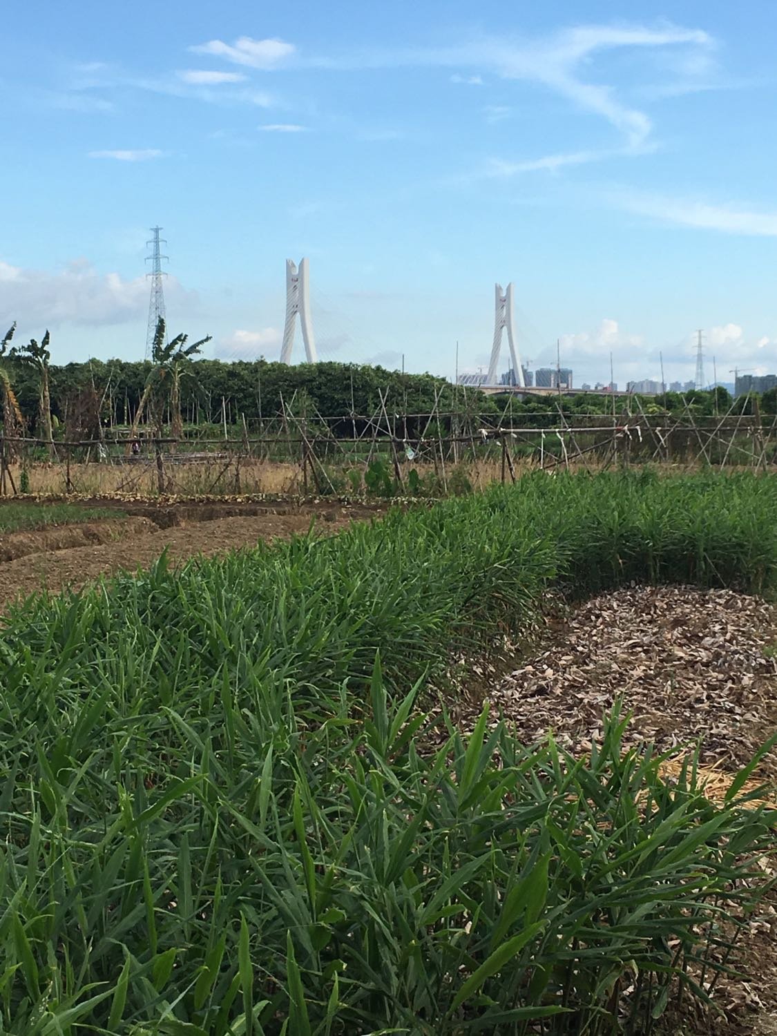 欖核鎮天氣預報更新通知