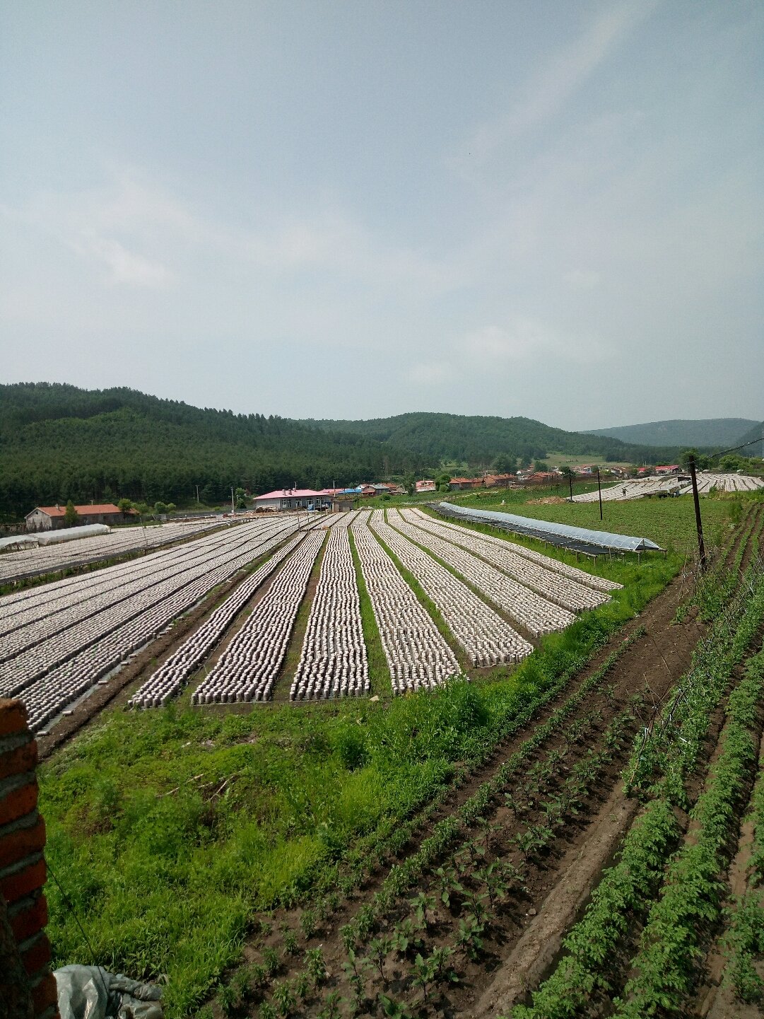 青山農場天氣預報更新通知