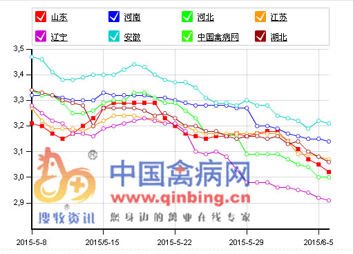 最新雞蛋價格信息與中國禽病網動態更新